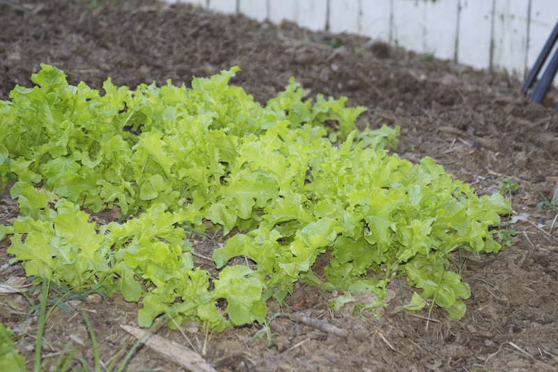 Ann Kelly's Garden Update May  2012-4