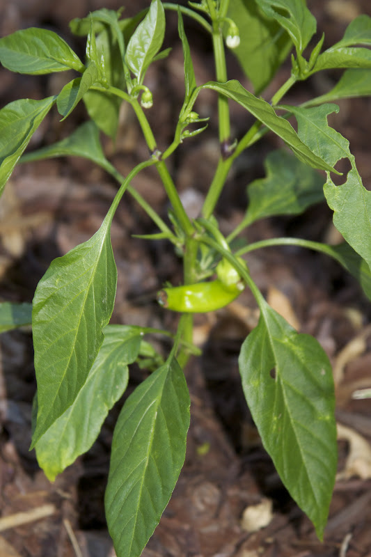 Ann Kelly's Garden Update May  2012-5