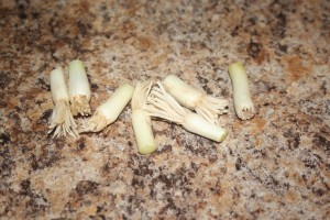 Green Onions - Planting the white ends1