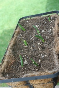 Green Onions - Planting the white ends2