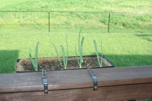 Green Onions - Planting the white ends3