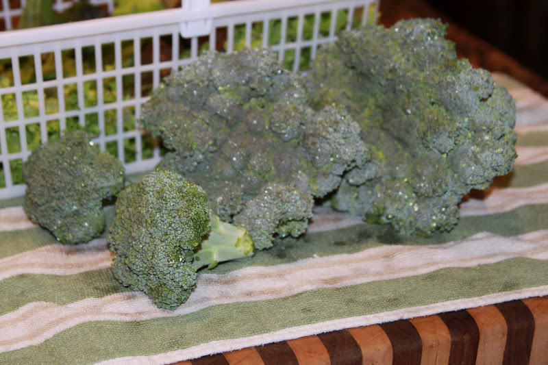 IN SEASON Broccoli-1