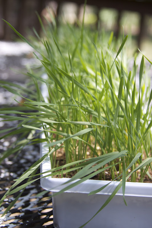 Wheatgrass-3